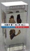 Влажный препарат "Внутреннее строение брюхоногого моллюска" - fgospostavki.ru - Барнаул