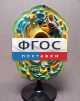 Модель "Клетка растения" - fgospostavki.ru - Барнаул