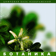 Ботаника. (Цифровая база изображений) - fgospostavki.ru - Барнаул