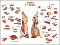 Таблица "Правила разделки мясных туш. Говядина и телятина" (100х140 сантиметров, винил) - fgospostavki.ru - Барнаул