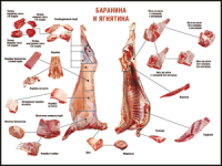 Таблица "Правила разделки мясных туш. Баранина и ягнятина" (100х140 сантиметров, винил) - fgospostavki.ru - Барнаул