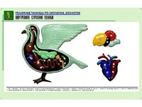 Рельефная таблица "Внутреннее строение голубя" (формат А1, матовое ламинирование) - fgospostavki.ru - Барнаул