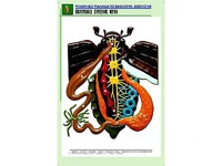 Рельефная таблица "Внутреннее строение жука" (формат А1, матовое ламинирование) - fgospostavki.ru - Барнаул