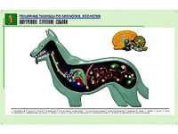 Рельефная таблица "Внутреннее строение собаки" (формат А1, матовое ламинирование) - fgospostavki.ru - Барнаул