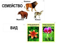 Модель-аппликация "Классификация растений и животных" (ламинированная) - fgospostavki.ru - Барнаул