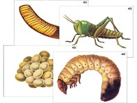 Модель-аппликация "Развитие насекомых с полным и неполным превращением" (ламинированная) - fgospostavki.ru - Барнаул