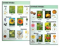 Коллекция "Семена и плоды" - fgospostavki.ru - Барнаул