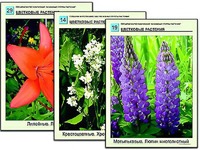 Гербарий фотографический "Основные группы растений" - fgospostavki.ru - Барнаул