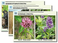 Гербарий фотографический "Сельскохозяйственные растения России" - fgospostavki.ru - Барнаул