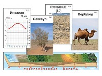 Модель-аппликация "Природные зоны" - fgospostavki.ru - Барнаул