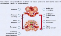 Интерактивные курсы. Биология 9 класс. Расширенный. - fgospostavki.ru - Барнаул