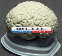Модель "Мозг в разрезе" (белый) - fgospostavki.ru - Барнаул