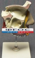 Модель "Разрез носоглотки" - fgospostavki.ru - Барнаул
