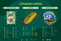 Электрифицированный стенд "Строение клетки" с маркерными полями - fgospostavki.ru - Барнаул