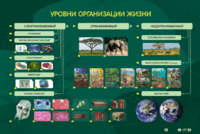 Электрифицированный стенд "Уровни организации жизни" - fgospostavki.ru - Барнаул