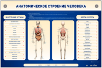 Электрифицированный стенд-тренажер c макетом скелета "Анатомическое строение человека" - fgospostavki.ru - Барнаул