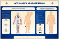 Электрифицированный стенд-тренажер "Остановка кровотечения" - fgospostavki.ru - Барнаул