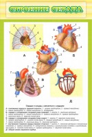 Стенд "Строение сердца" - fgospostavki.ru - Барнаул