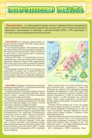 Стенд "Биосинтез белка" - fgospostavki.ru - Барнаул