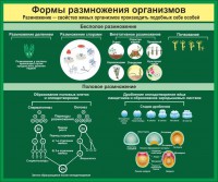 Стенд "Формы размножения организмов" - fgospostavki.ru - Барнаул