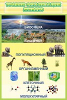 Стенд "Уровни организации живого" - fgospostavki.ru - Барнаул