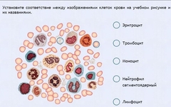 Интерактивные курсы. Биология 11 класс. Расширенный. - fgospostavki.ru - Барнаул