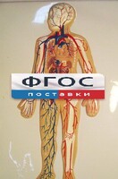 Модель барельефная "Кровеносная система человека" - fgospostavki.ru - Барнаул