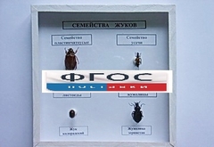 Коллекция "Семейство жуков" - fgospostavki.ru - Барнаул