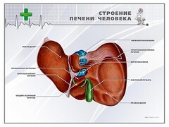Стенд "Строение печени человека" - fgospostavki.ru - Барнаул