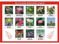 Таблица демонстрационная "Растения Красной книги" (винил 70*100) - fgospostavki.ru - Барнаул