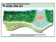 Рельефная таблица "Клеточное строение листа" (формат А1, матовое ламинирование) - fgospostavki.ru - Барнаул