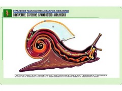 Рельефная таблица "Внутреннее строение брюхоногого моллюска" (формат А1, матовое ламинирование) - fgospostavki.ru - Барнаул