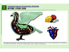 Рельефная таблица "Внутреннее строение голубя" (формат А1, матовое ламинирование) - fgospostavki.ru - Барнаул