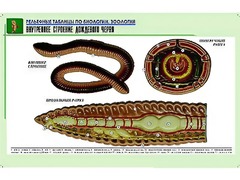 Рельефная таблица "Внутреннее строение дождевого червя" (формат А1, матовое ламинирование) - fgospostavki.ru - Барнаул