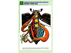 Рельефная таблица "Внутреннее строение жука" (формат А1, матовое ламинирование) - fgospostavki.ru - Барнаул