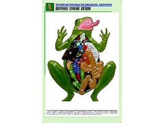 Рельефная таблица "Внутреннее строение лягушки" (формат А1, матовое ламинирование) - fgospostavki.ru - Барнаул