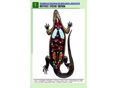 Рельефная таблица "Внутреннее строение ящерицы" (формат А1, матовое ламинирование) - fgospostavki.ru - Барнаул