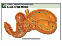 Рельефная таблица "Желудок жвачного животного" (формат А1, матовое ламинирование) - fgospostavki.ru - Барнаул