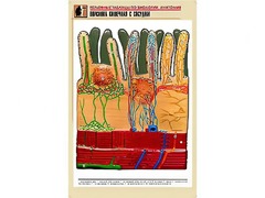 Рельефная таблица "Ворсинка кишечная с сосудом" (формат А1, матовое ламинирование) - fgospostavki.ru - Барнаул