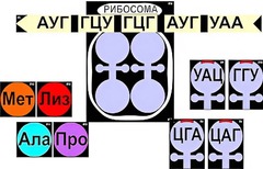 Модель-аппликация "Биосинтез белка" (ламинированная) - fgospostavki.ru - Барнаул