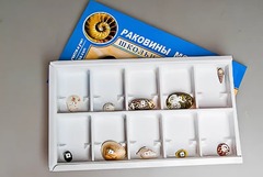 Коллекция "Раковины моллюсков" - fgospostavki.ru - Барнаул