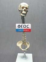 Модель "Позвоночник с черепом и тазом" - fgospostavki.ru - Барнаул