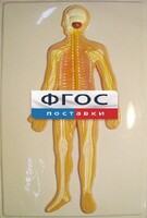 Модель барельефная "Нервная система человека" - fgospostavki.ru - Барнаул