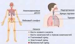 Интерактивные курсы. Биология 9 класс. Базовый. - fgospostavki.ru - Барнаул