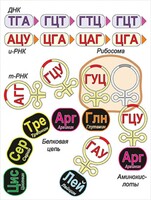 Модель-аппликация Биосинтез белка - fgospostavki.ru - Барнаул