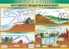 Таблица "Круговорот веществ в биосфере" (100х140 сантиметров, винил) - fgospostavki.ru - Барнаул