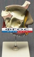Модель "Разрез носоглотки" - fgospostavki.ru - Барнаул