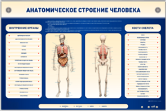 Электрифицированный стенд-тренажер c макетом скелета "Анатомическое строение человека" - fgospostavki.ru - Барнаул