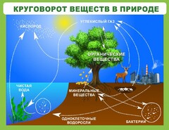 Стенд "Круговорот веществ" - fgospostavki.ru - Барнаул