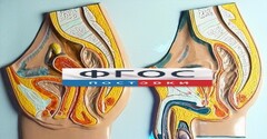 Модель барельефная "Таз мужской и таз женский" - fgospostavki.ru - Барнаул